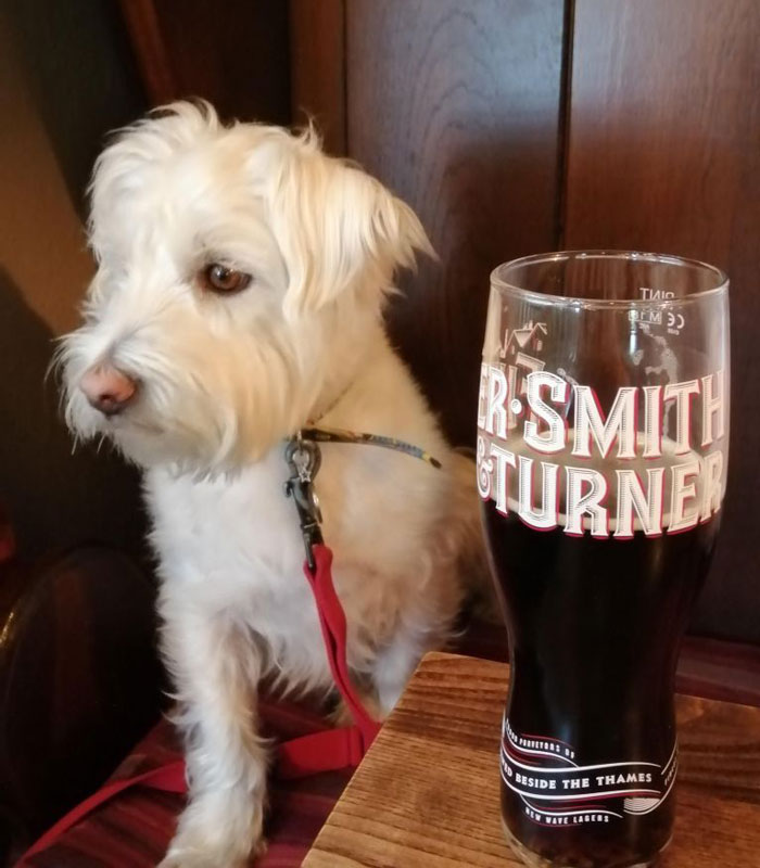 dog friendly hotel review the hampshire hog clanfield