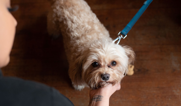 dog friendly pubs